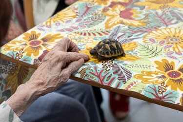 Photo de la main d'un résident près d'une petite tortue (atelier de Zoothérapie)